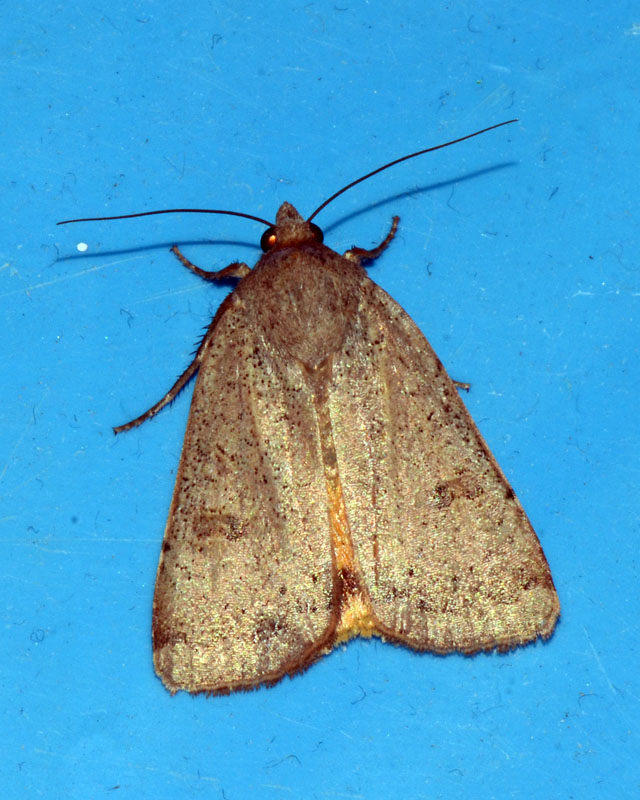 Noctuidae 2